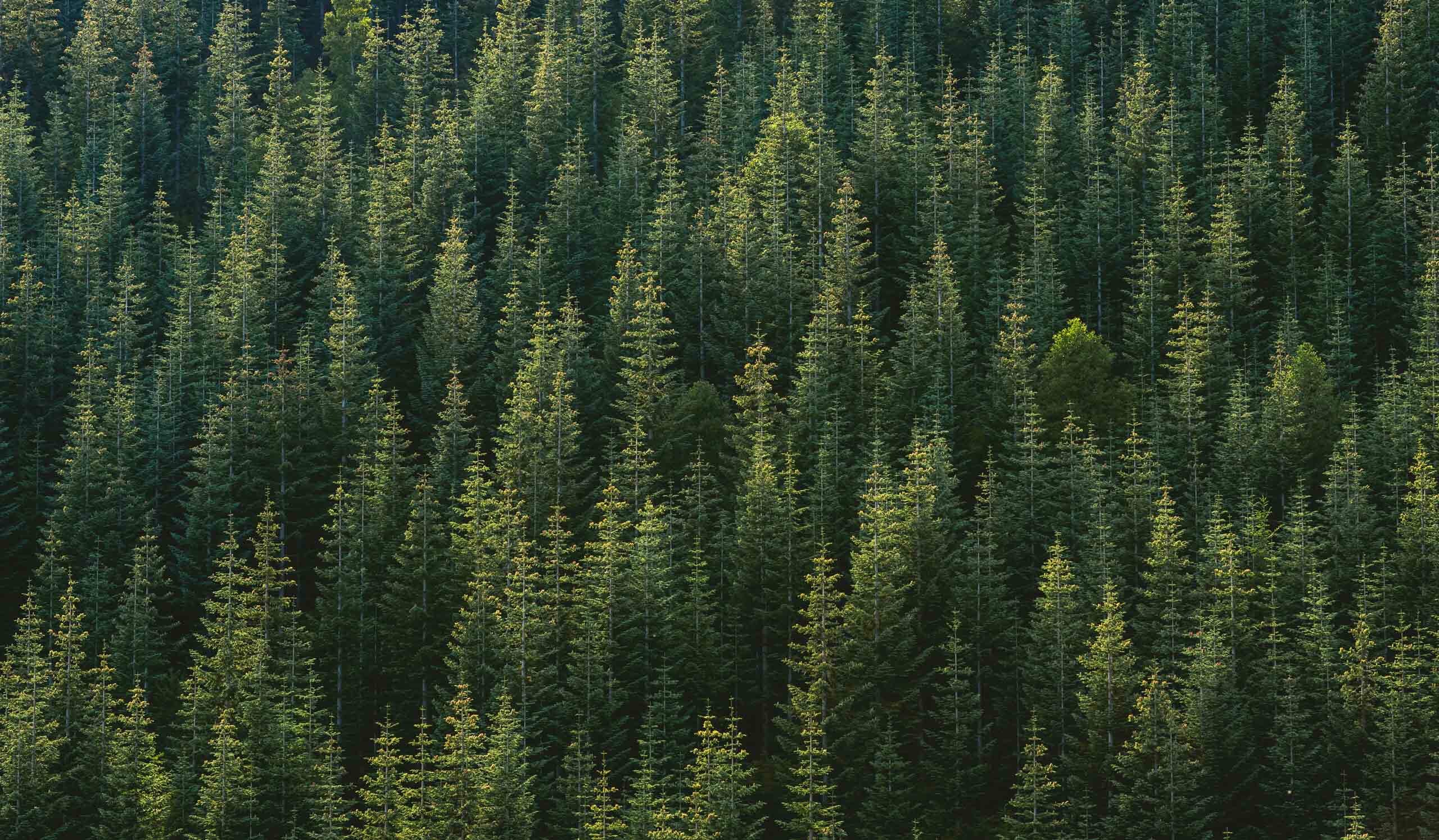 forest-5441781