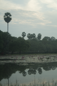 Palm trees over lotus pond