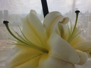 Two large yellow lilies