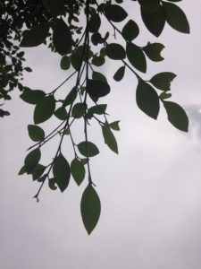 Green leaves from a tree hang in front of a cloudy sky.