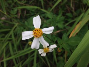 white daisy flowers